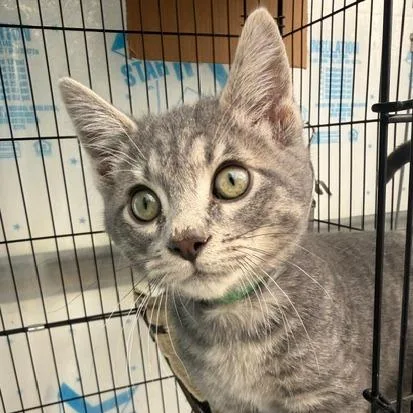 A baby small-sized male Gray / Blue / Silver Domestic Short Hair cat named Enoch for adoption in Taos, NM