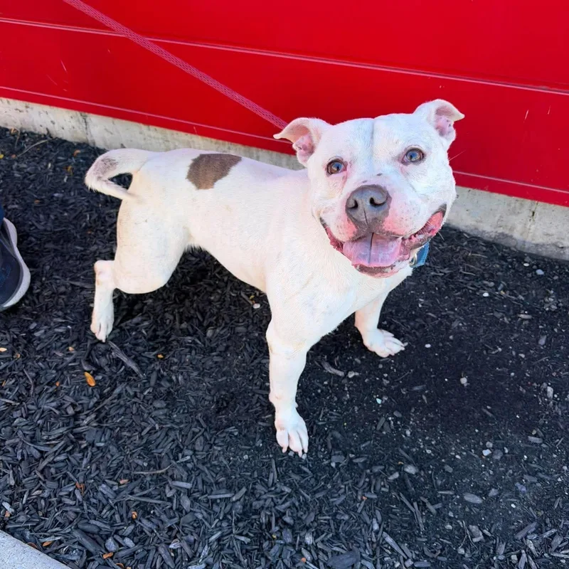 A young medium-sized male White / Cream American Bully dog named Brock for adoption in Buffalo, NY