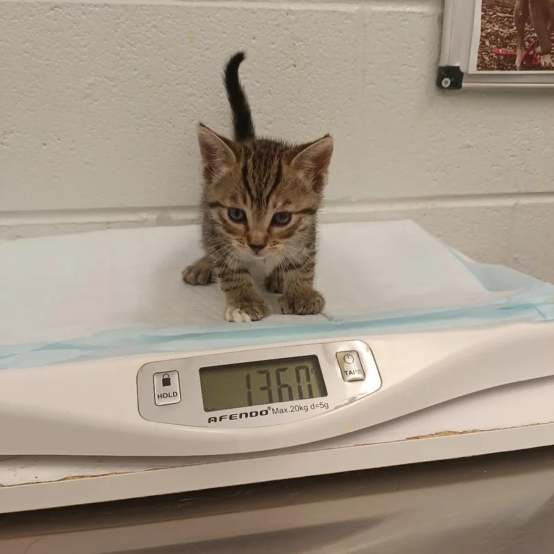 A baby small-sized female Gray / Blue / Silver Domestic Short Hair cat named Loona for adoption in Chattanooga, TN