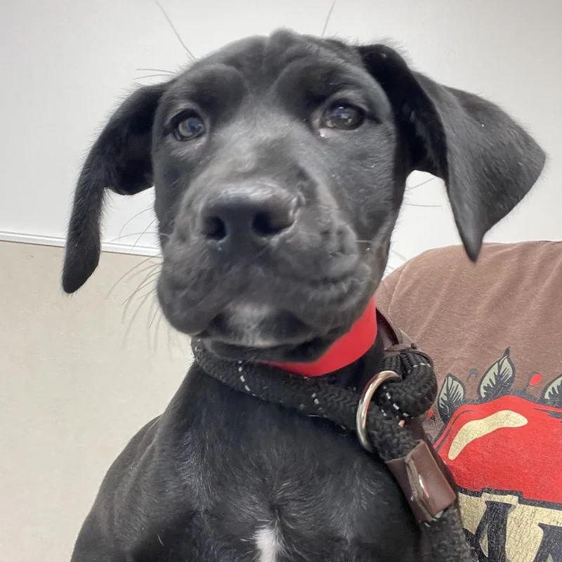 A baby small-sized female Mixed Breed dog named Violet for adoption in Chicago, IL