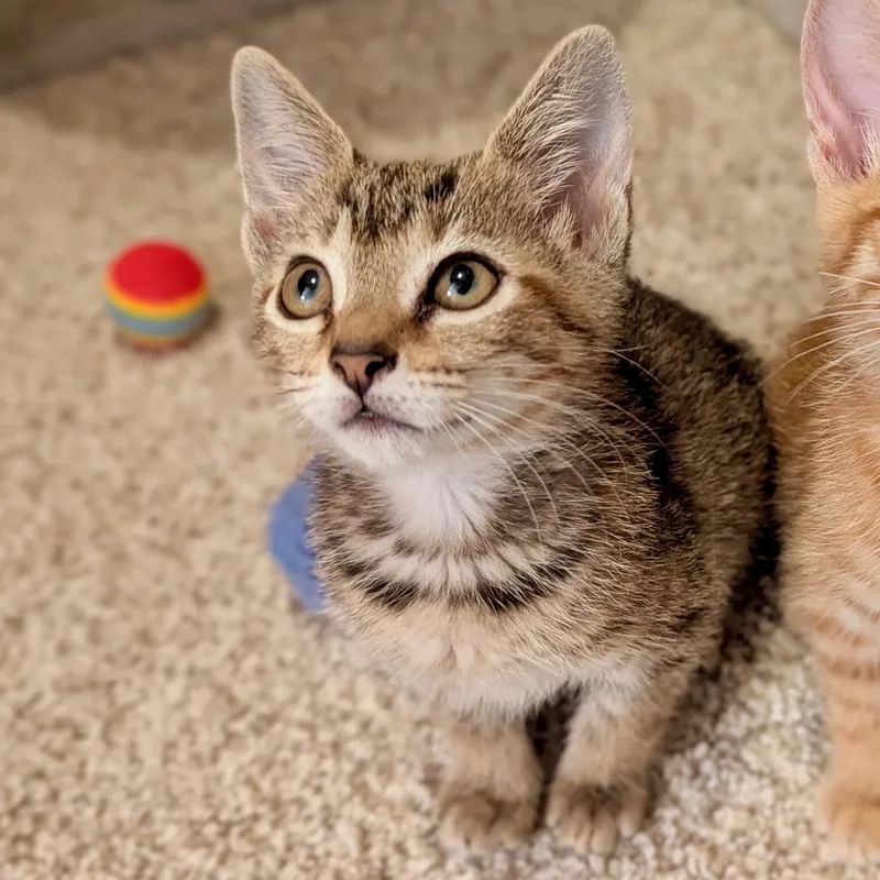 A baby medium-sized female Tabby (Leopard / Spotted) Domestic Short Hair cat named Tessa for adoption in jacksonville, FL