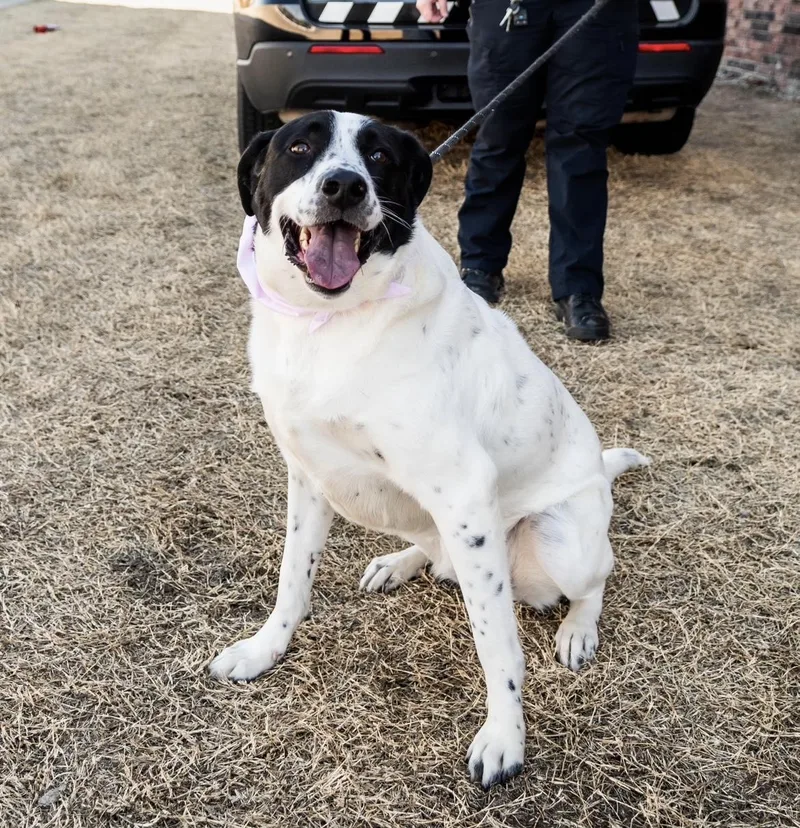 An adult large-sized female Border Collie dog named Lakota for adoption in Bixby, OK