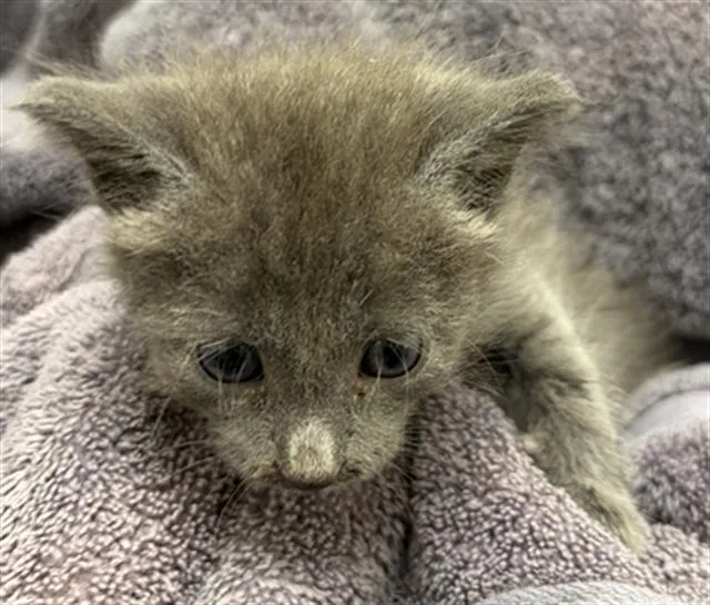 A baby small-sized female Domestic Short Hair cat named Gihanna for adoption in Rosenberg, TX