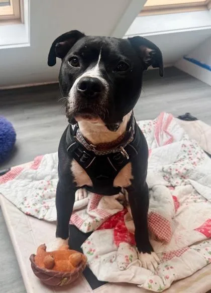 An adult large-sized male Mixed Breed dog named Bulk Master for adoption in Chamblee, GA