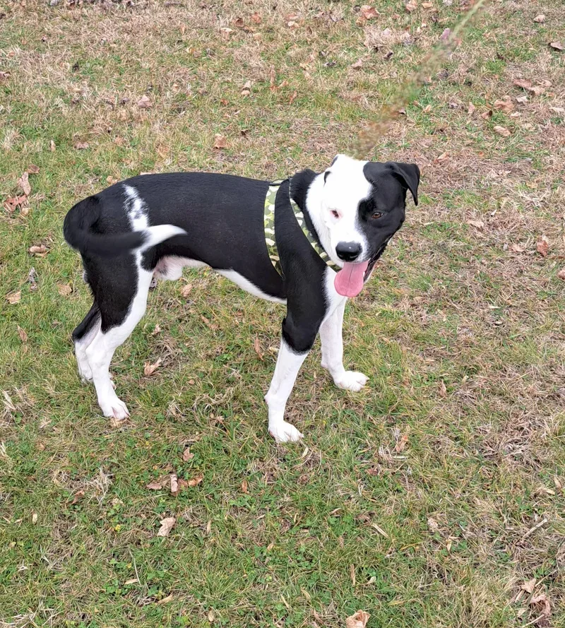 A young medium-sized male Black Labrador Retriever dog named Rex for adoption in McMinnville, TN