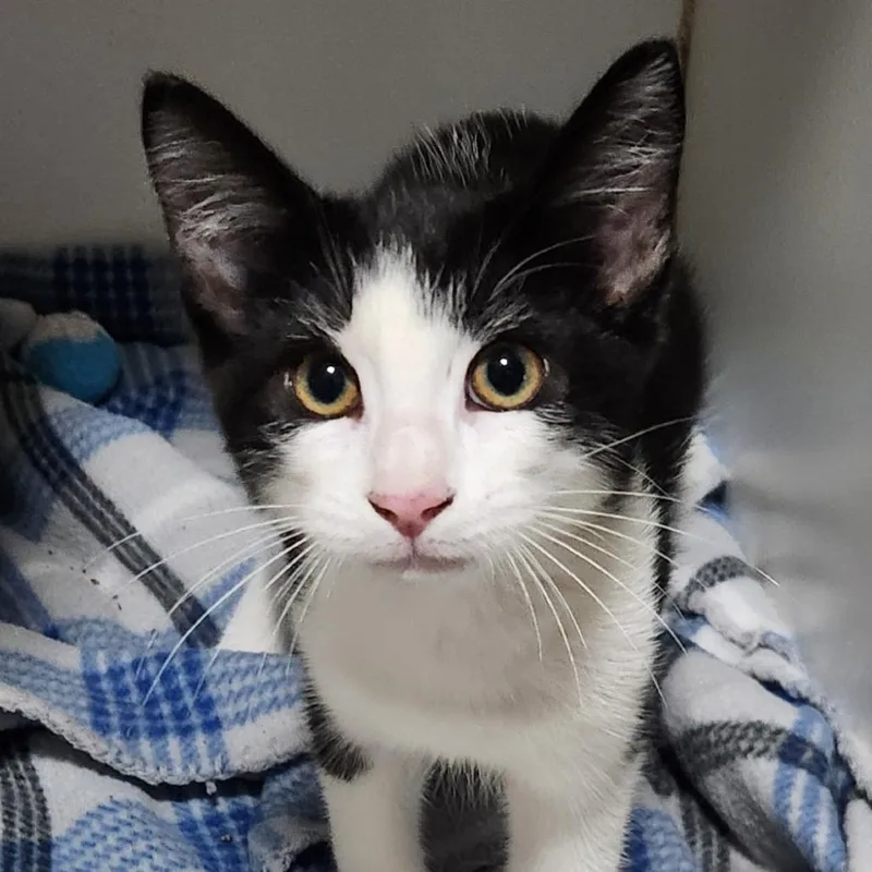 A baby small-sized male Black Domestic Short Hair cat named Noah for adoption in Brighton, MO