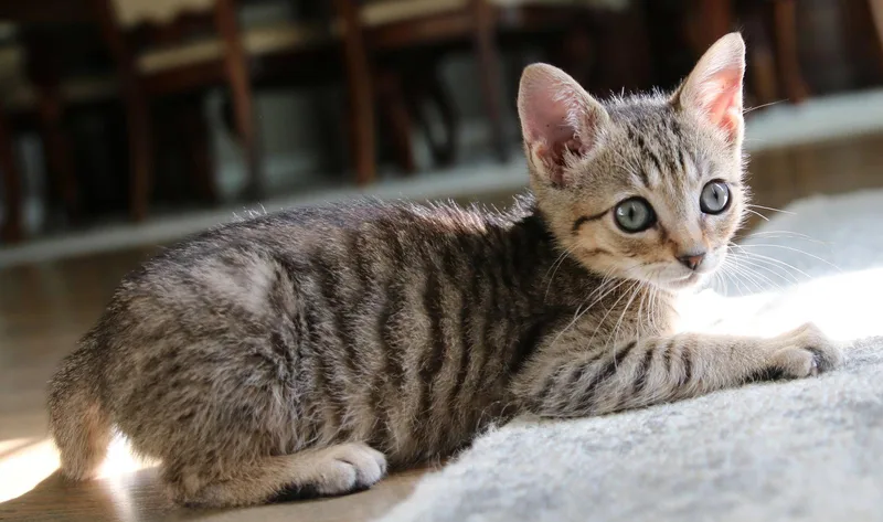 A baby medium-sized male Domestic Short Hair cat named Bugsy for adoption in Buford, GA