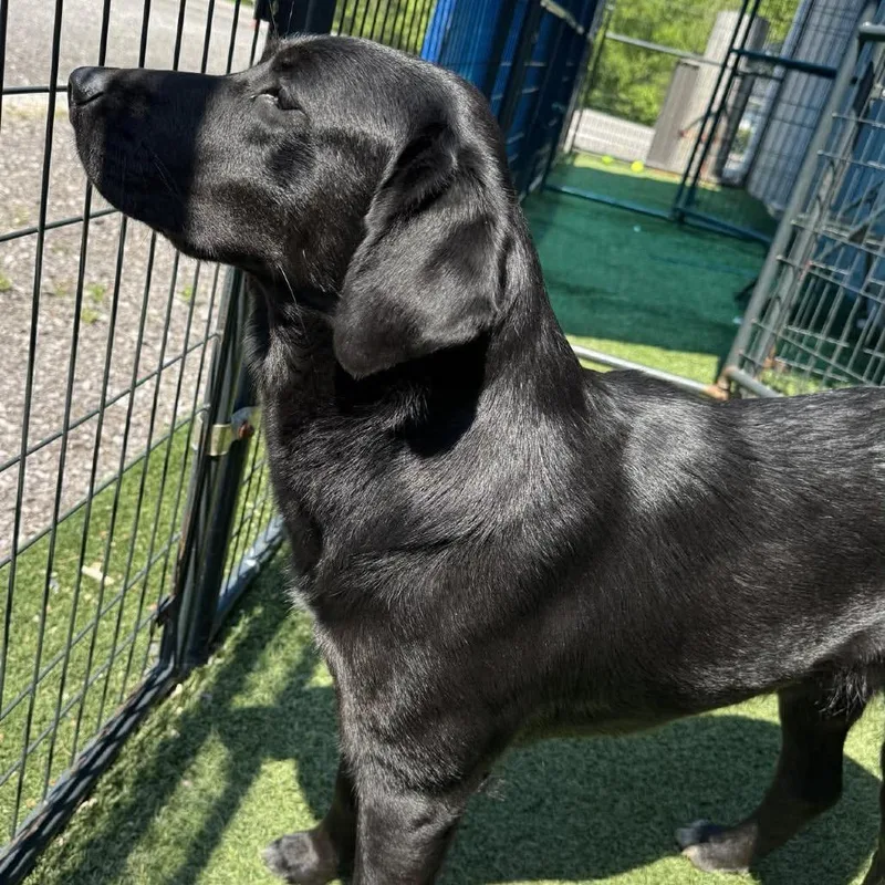 A young large-sized female Black Black Labrador Retriever dog named Ella for adoption in Gordonsville, TN