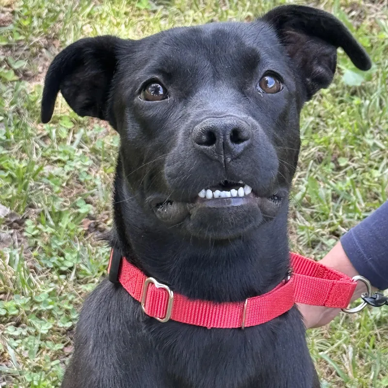 A young medium-sized female Black Terrier dog named Delta Dawn for adoption in Meherrin, VA