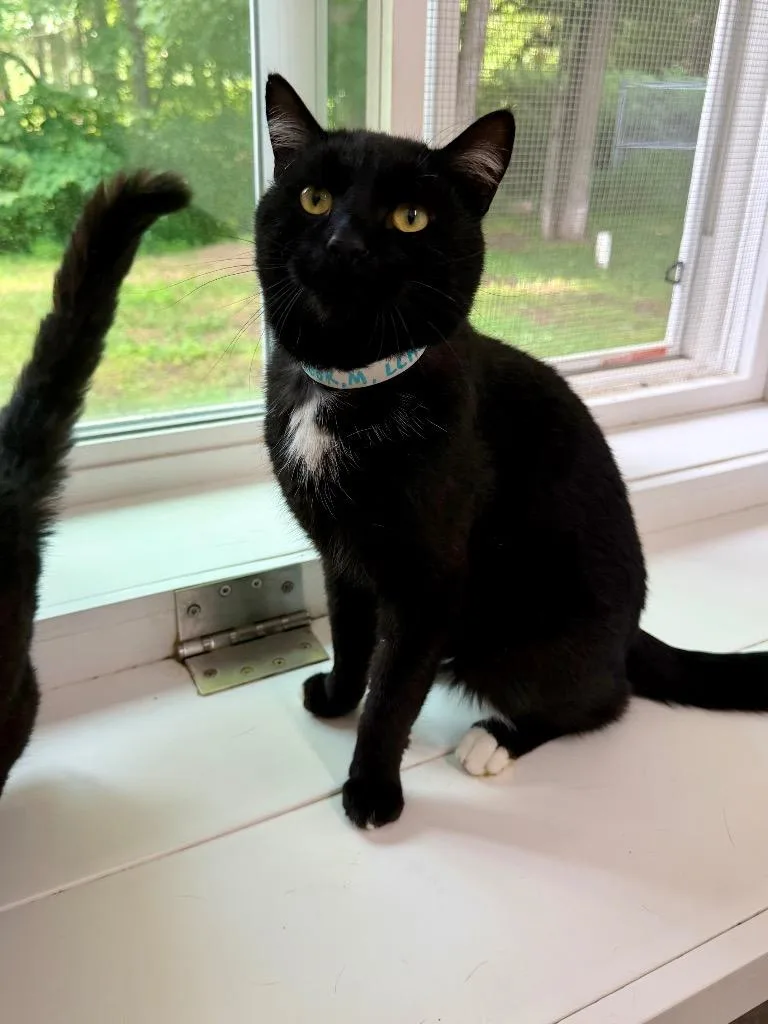 A young large-sized male Domestic Short Hair cat named Rook for adoption in Glenfield, NY