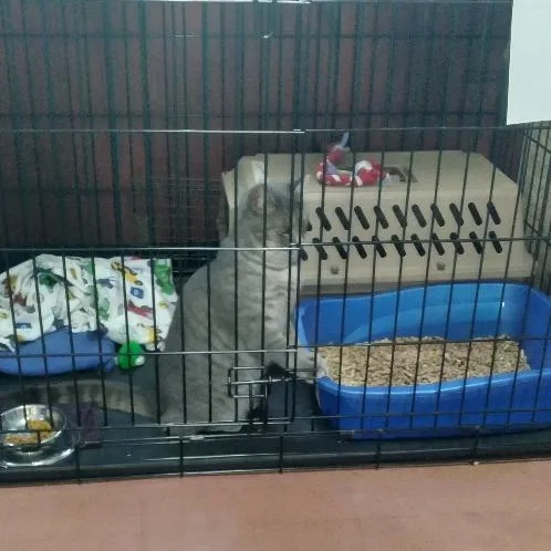 An adult medium-sized female Gray & White Domestic Short Hair cat named Delaney for adoption in Charlestown, NH