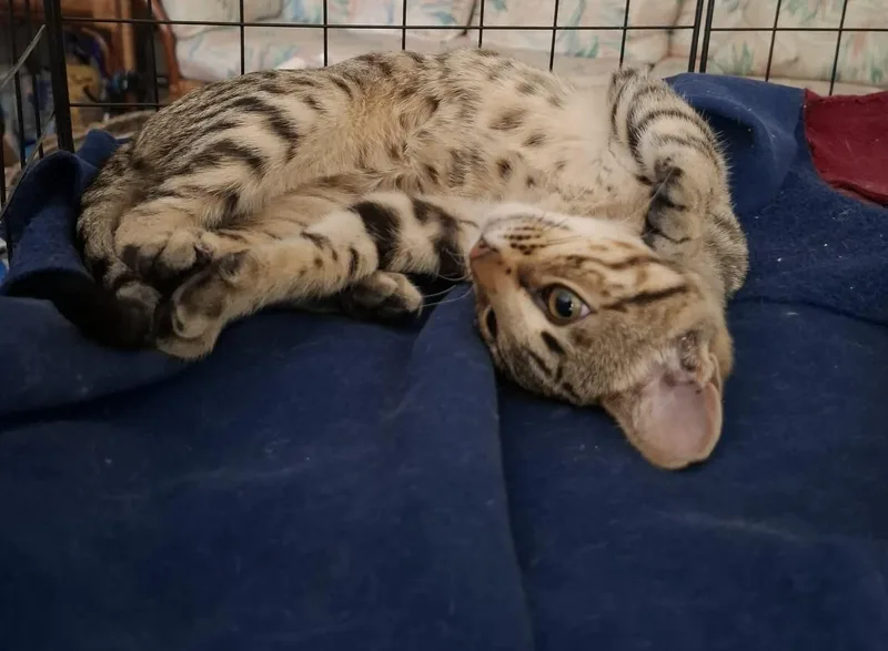 A baby medium-sized female Tabby (Buff / Tan / Fawn) Domestic Short Hair cat named Zephyrette for adoption in Colorado Springs, CO