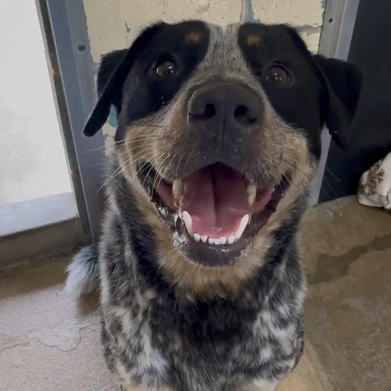 An adult medium-sized male Gray / Blue / Silver Australian Cattle Dog / Blue Heeler dog named Calhoun K for adoption in Union, MO