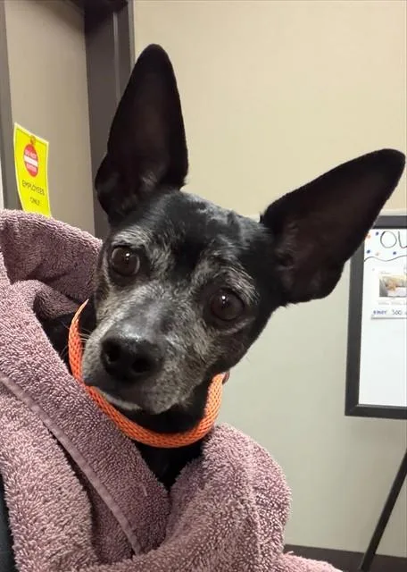 An adult small-sized male Chihuahua dog named Taco for adoption in Ontario, CA