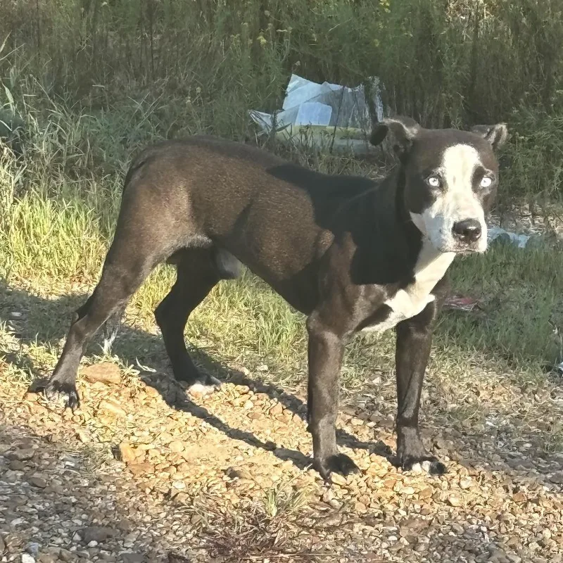 A baby medium-sized male Black Mixed Breed dog named Nox for adoption in Jena, LA