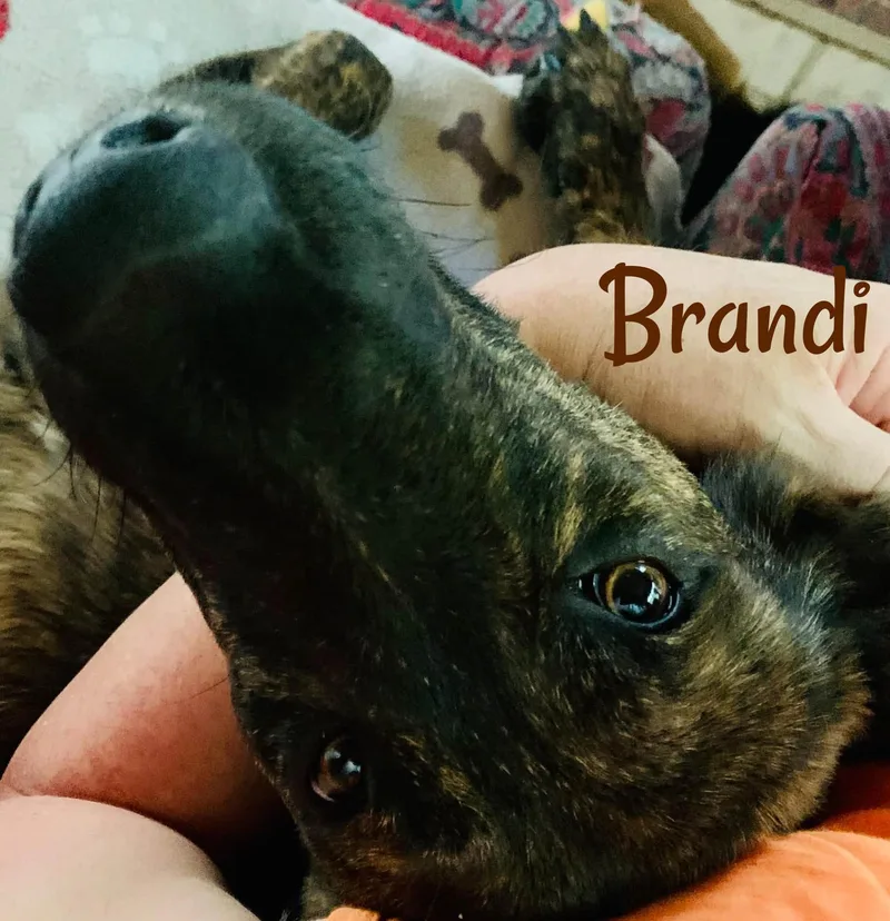 A young medium-sized female Brindle Plott Hound dog named Brandi for adoption in Elburn, IL