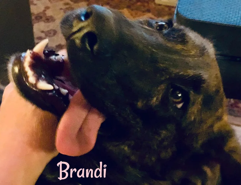 Brandi thumbnail 2