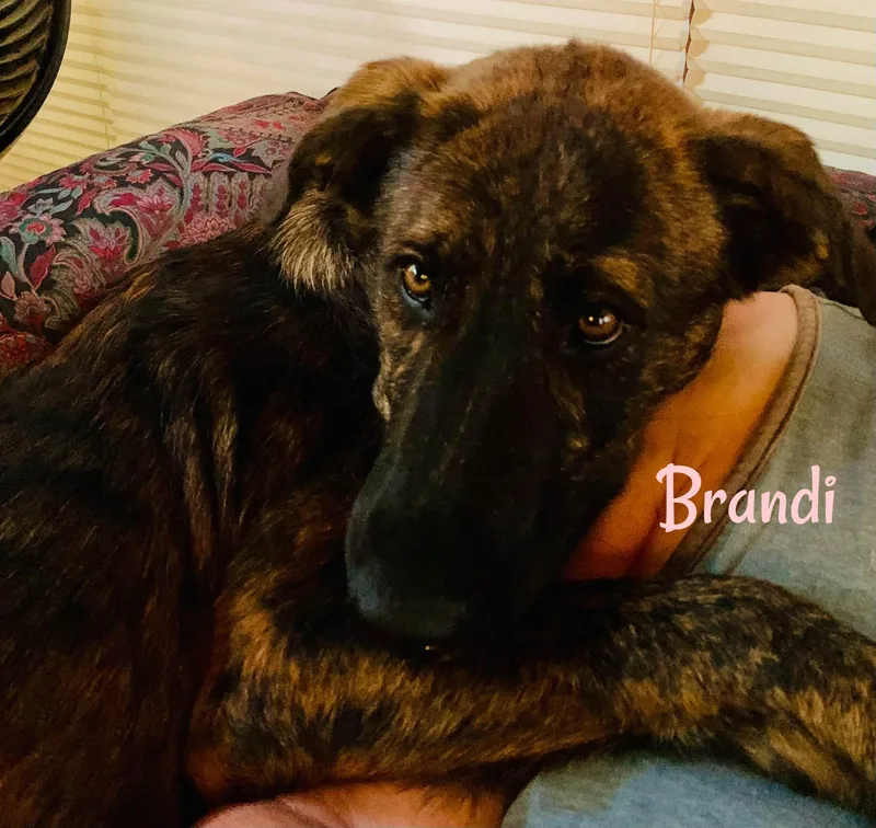 Brandi thumbnail 4