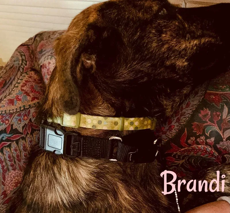 Brandi thumbnail 5