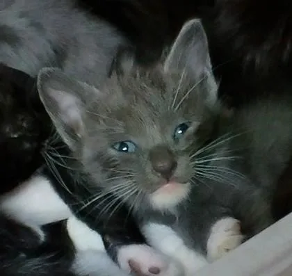A baby medium-sized male Domestic Short Hair cat named Wrigley for adoption in West Memphis, AR