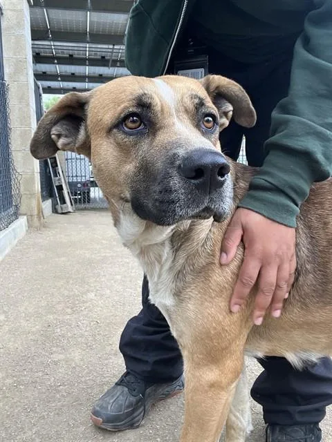 A young medium-sized female German Shepherd Dog dog named Lali for adoption in Riverside, CA
