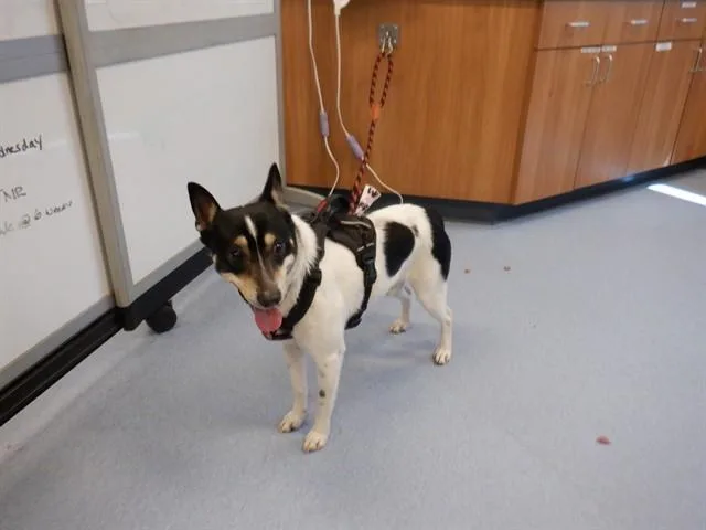 A young medium-sized male Rat Terrier dog named Dell for adoption in San Jose, CA