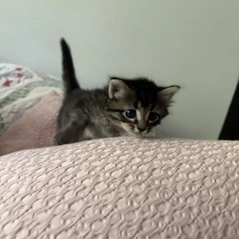 A baby small-sized female Gray / Blue / Silver Domestic Short Hair cat named Elle for adoption in Auburn, AL