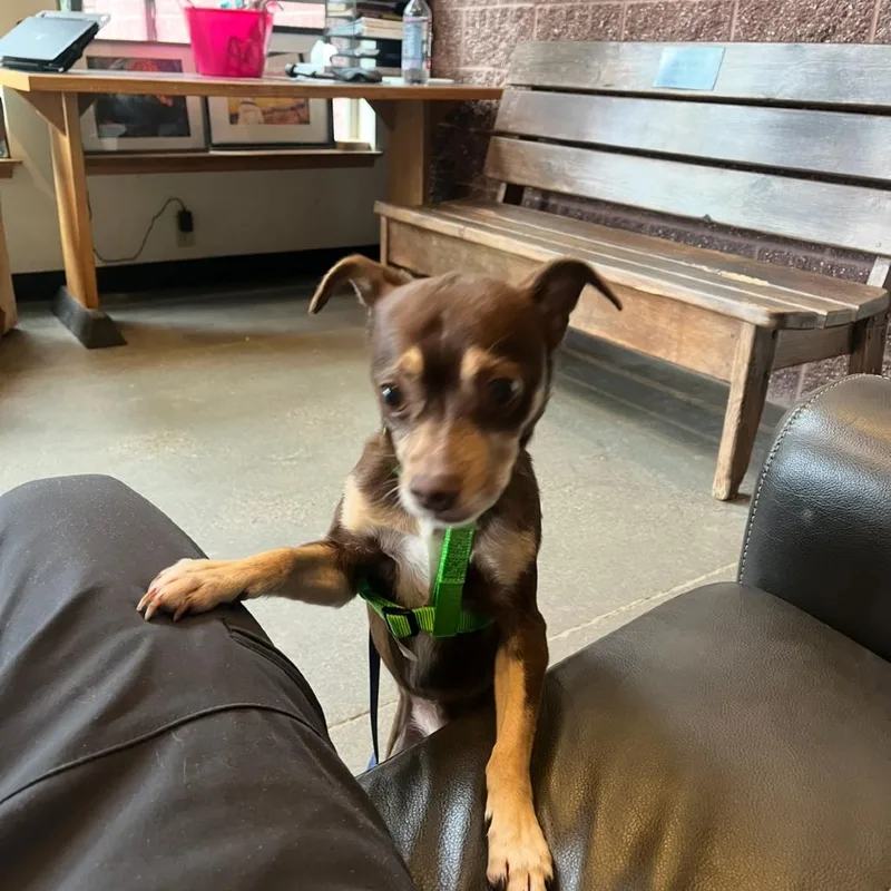 A senior small-sized male Brown / Chocolate Chihuahua dog named Skippy for adoption in Port Angeles, WA