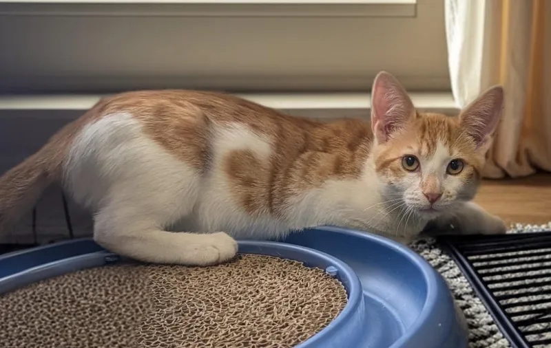 A baby small-sized male Domestic Short Hair cat named Leonardo for adoption in Fort Myers, FL