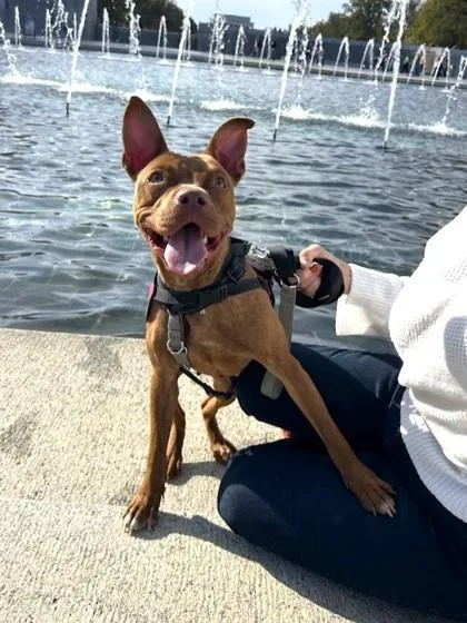 An adult medium-sized female Mixed Breed dog named Naomi for adoption in West Chester, PA