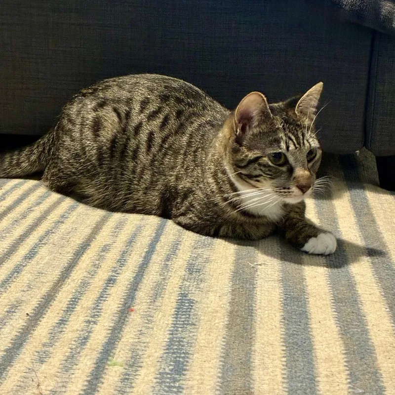 A baby medium-sized female Tabby (Brown / Chocolate) Tabby cat named Archie for adoption in Morgan Hill, CA