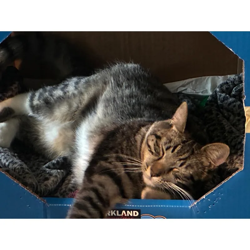 Archie thumbnail 6