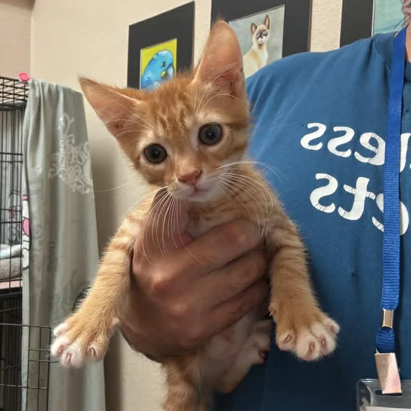 A baby small-sized male Orange / Red Domestic Short Hair cat named Cheddar  Chino Hills for adoption in Chino Hills, CA