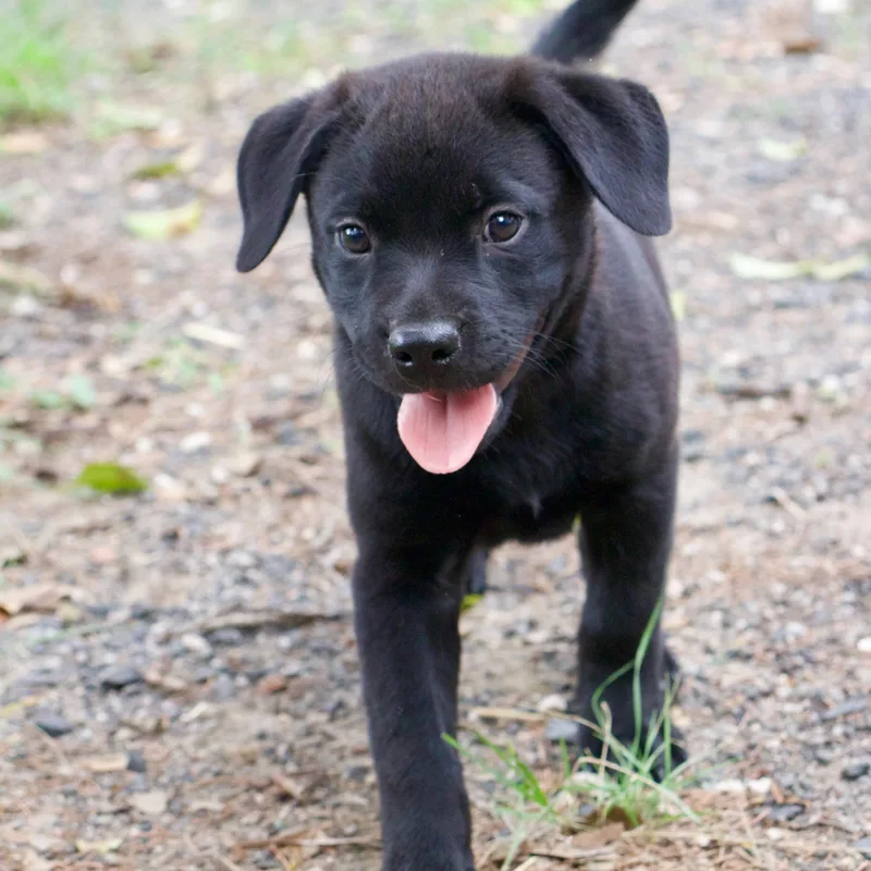 A baby medium-sized male Black Labrador Retriever dog named Charlie for adoption in Boerne, TX