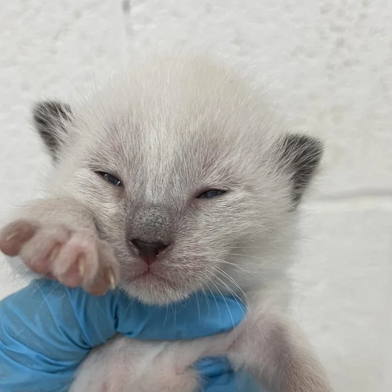 A baby small-sized female Domestic Short Hair cat named Shorty for adoption in Edinburg, TX