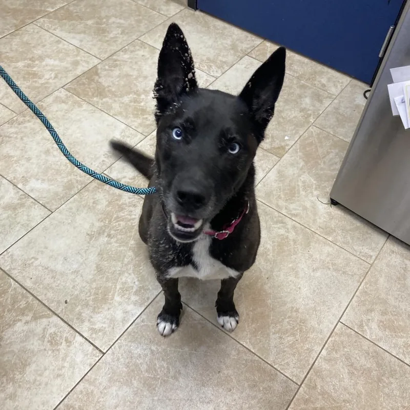 An adult large-sized female Black Husky dog named Marina for adoption in Galveston, TX