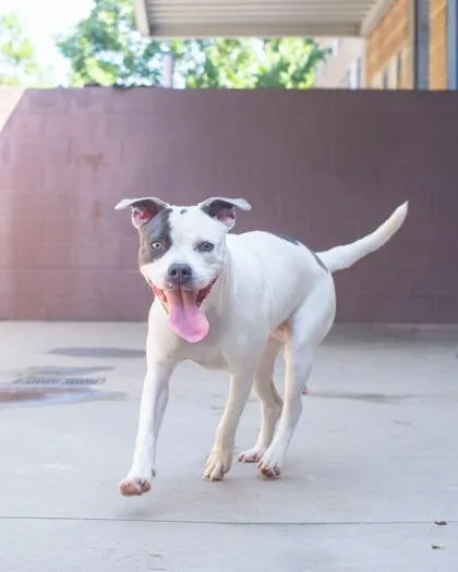 A young medium-sized female Mixed Breed dog named Tabitha for adoption in Chamblee, GA