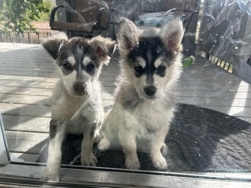 A baby medium-sized male Tricolor (Brown, Black, & White) Husky dog named Togo for adoption in Lafayette, CO