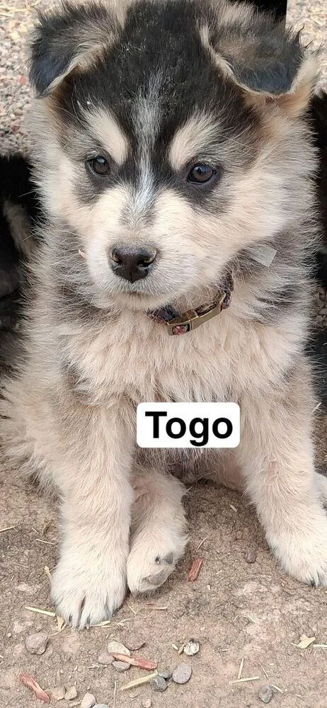 Togo thumbnail 2