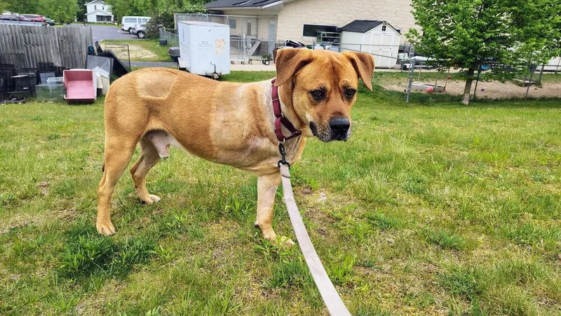 An adult large-sized male Brown / Chocolate Labrador Retriever dog named Case for adoption in Kalamazoo, MI