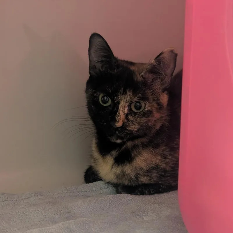 A young medium-sized female Domestic Short Hair cat named Nivea for adoption in Watertown, NY