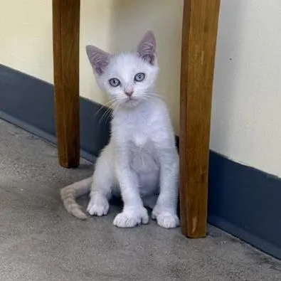 A baby small-sized female White Domestic Short Hair cat named Snow for adoption in Archbold , OH