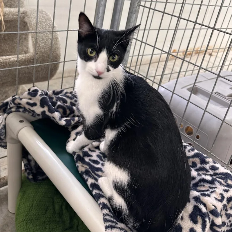A young medium-sized female Black Domestic Short Hair cat named Frutti for adoption in East Smithfield , PA