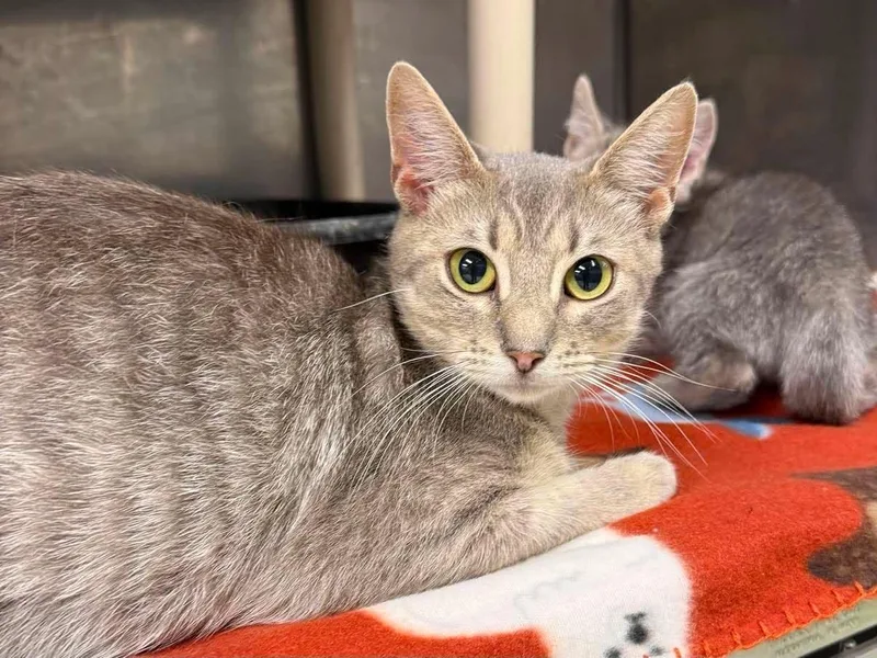 An adult medium-sized female Tabby (Buff / Tan / Fawn) Domestic Short Hair cat named Mimosa for adoption in Leitchfield, KY