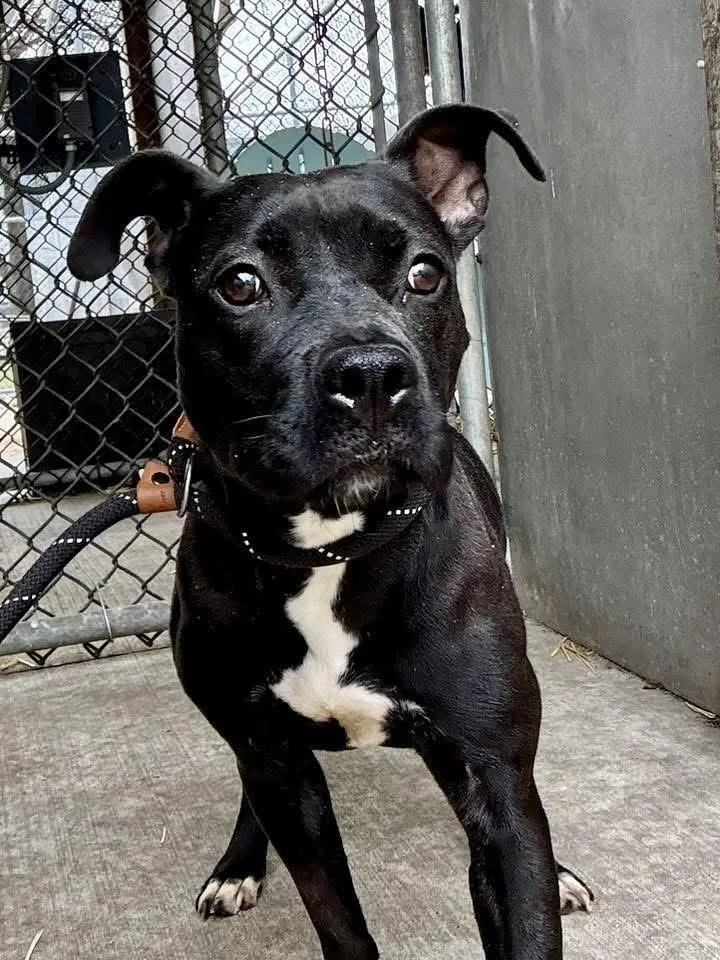 An adult medium-sized female Black Pit Bull Terrier dog named Antonia for adoption in Chicago, IL