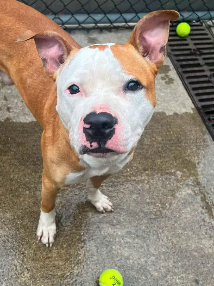 An adult medium-sized male Brown / Chocolate Pit Bull Terrier dog named Healy for adoption in Chicago, IL