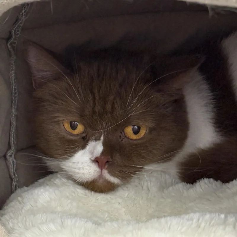 An adult medium-sized female Brown / Chocolate British Shorthair cat named Pippi for adoption in Ponte Vedra Beach, FL
