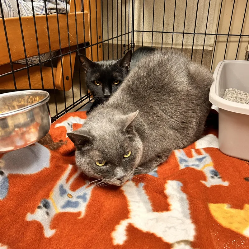 Tubby And Gibby thumbnail 2