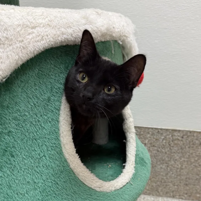 A young small-sized male Black Domestic Short Hair cat named Lorenzo for adoption in Detroit Lakes, MN