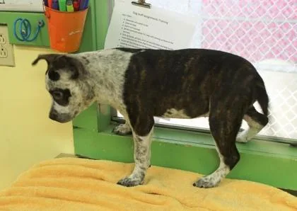 A baby medium-sized female Cattle Dog dog named Dottie for adoption in Picayune, MS